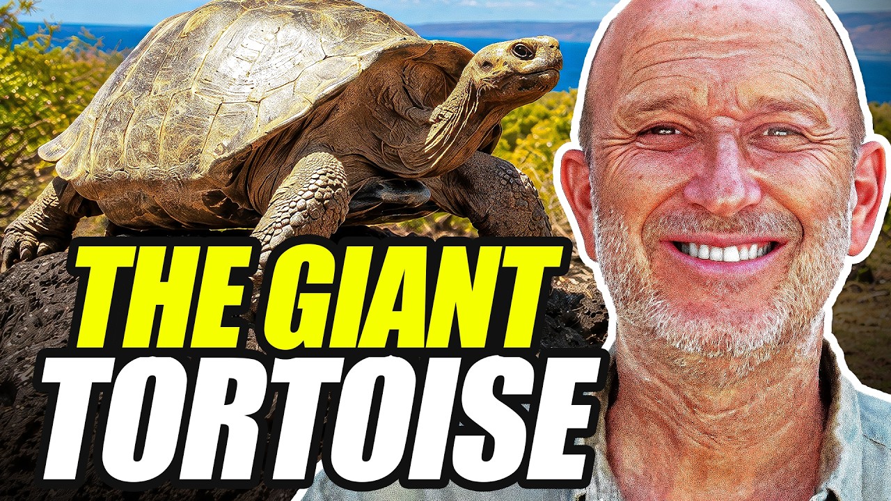 Galápagos Giant Tortoises: Evolution, Extinction and Survival