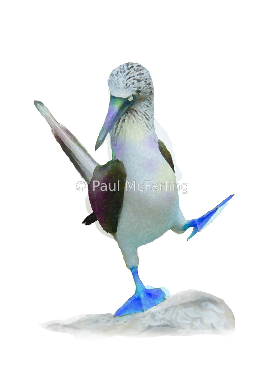 Dancing Blue-footed Booby — artwork by Paul McFarling