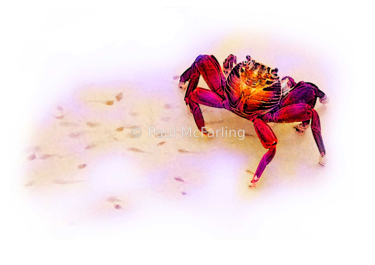 Scurrying Sally Lightfoot Crab — artwork by Paul McFarling