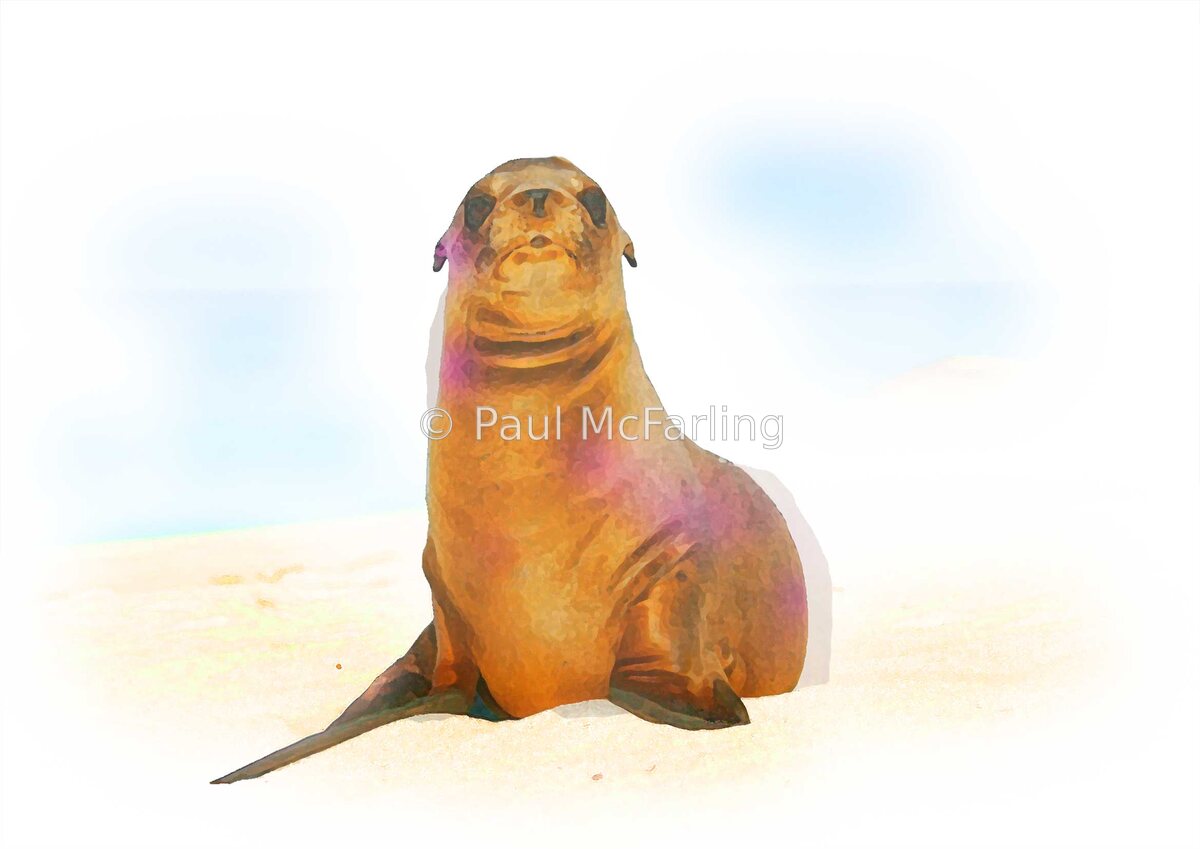 Sea Lion Pup — artwork by Paul McFarling