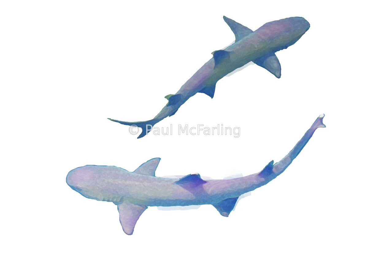 White-tipped Reef Shark Circling — artwork by Paul McFarling