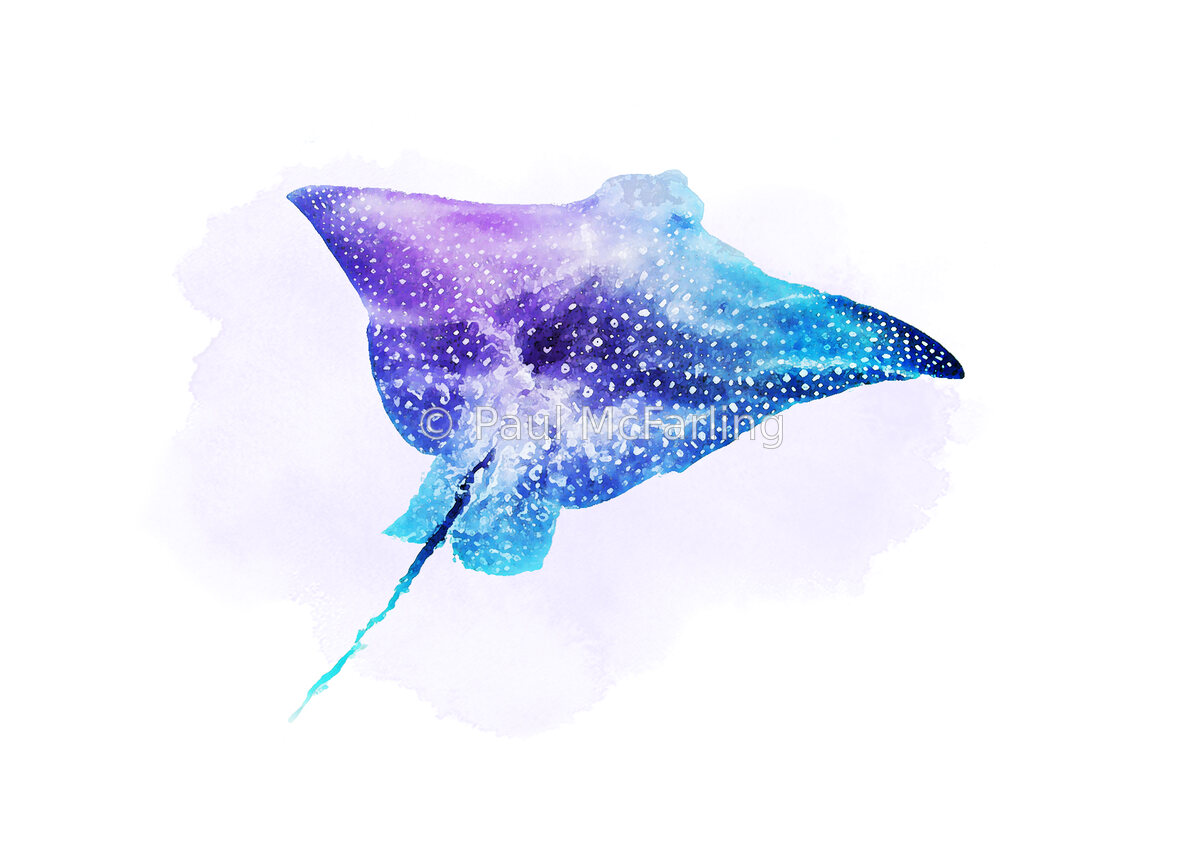 Spotted Eagle Ray in the Shallows — artwork by Paul McFarling