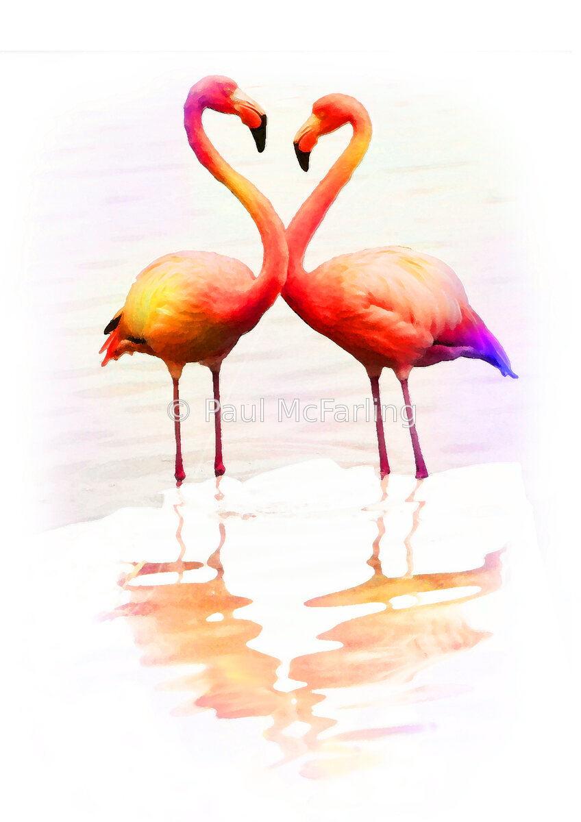 Romantic Flamingos — artwork by Paul McFarling