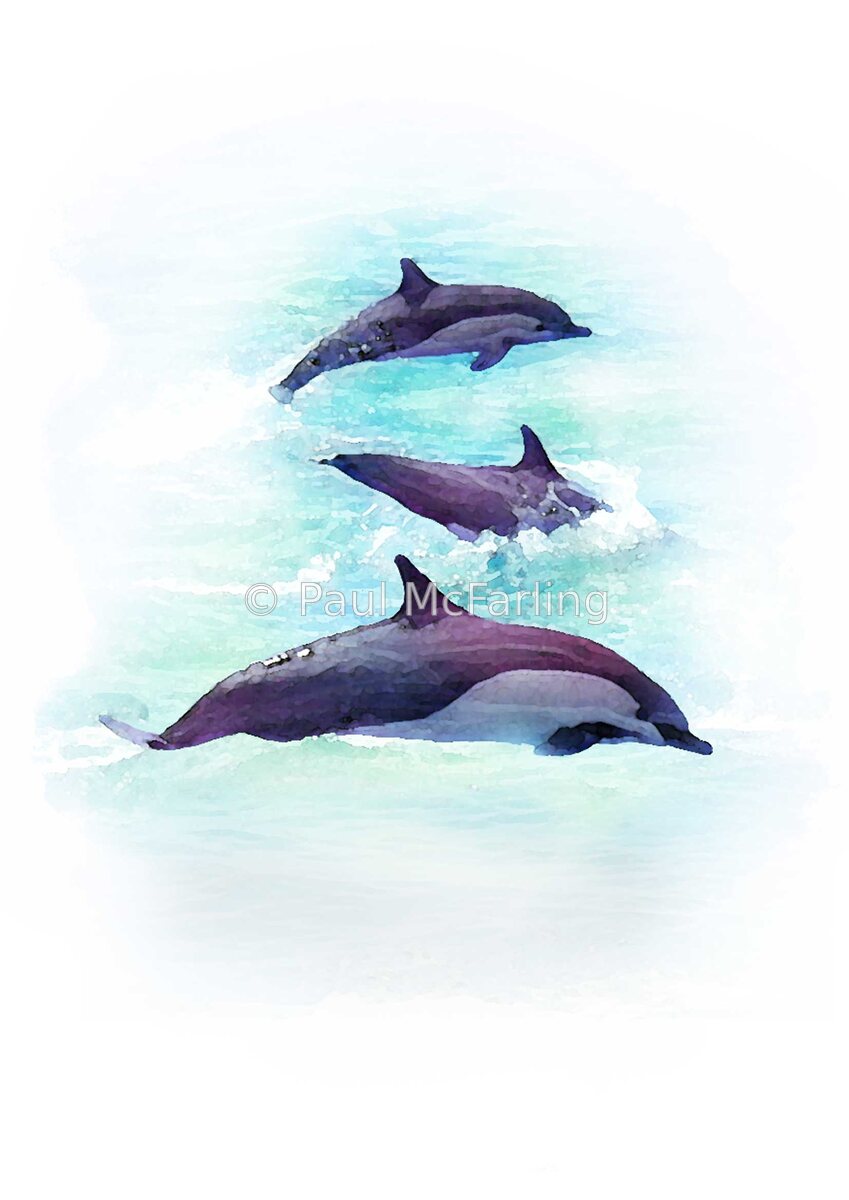 Common Dolphin on the Move — artwork by Paul McFarling