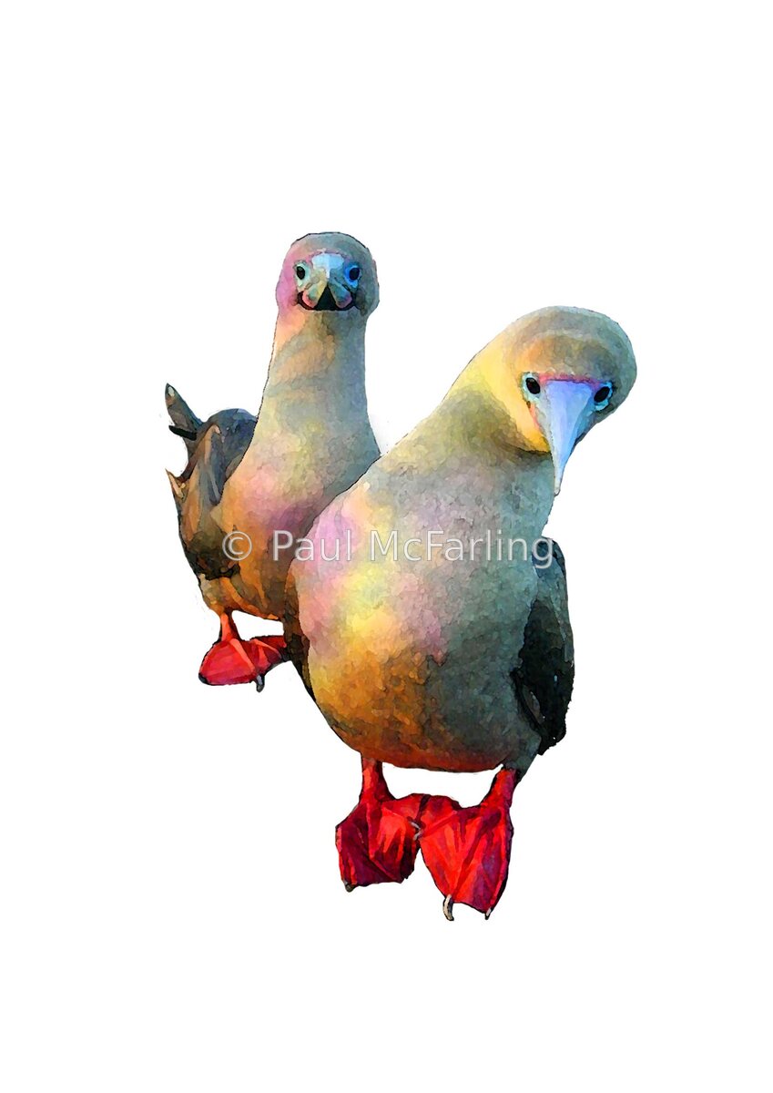 Red-footed Boobies Clowning — artwork by Paul McFarling