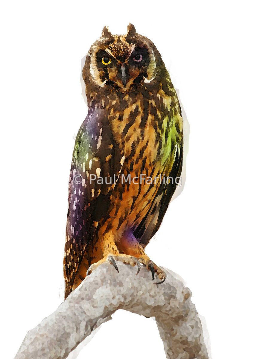 Curious Short-eared Owl — artwork by Paul McFarling