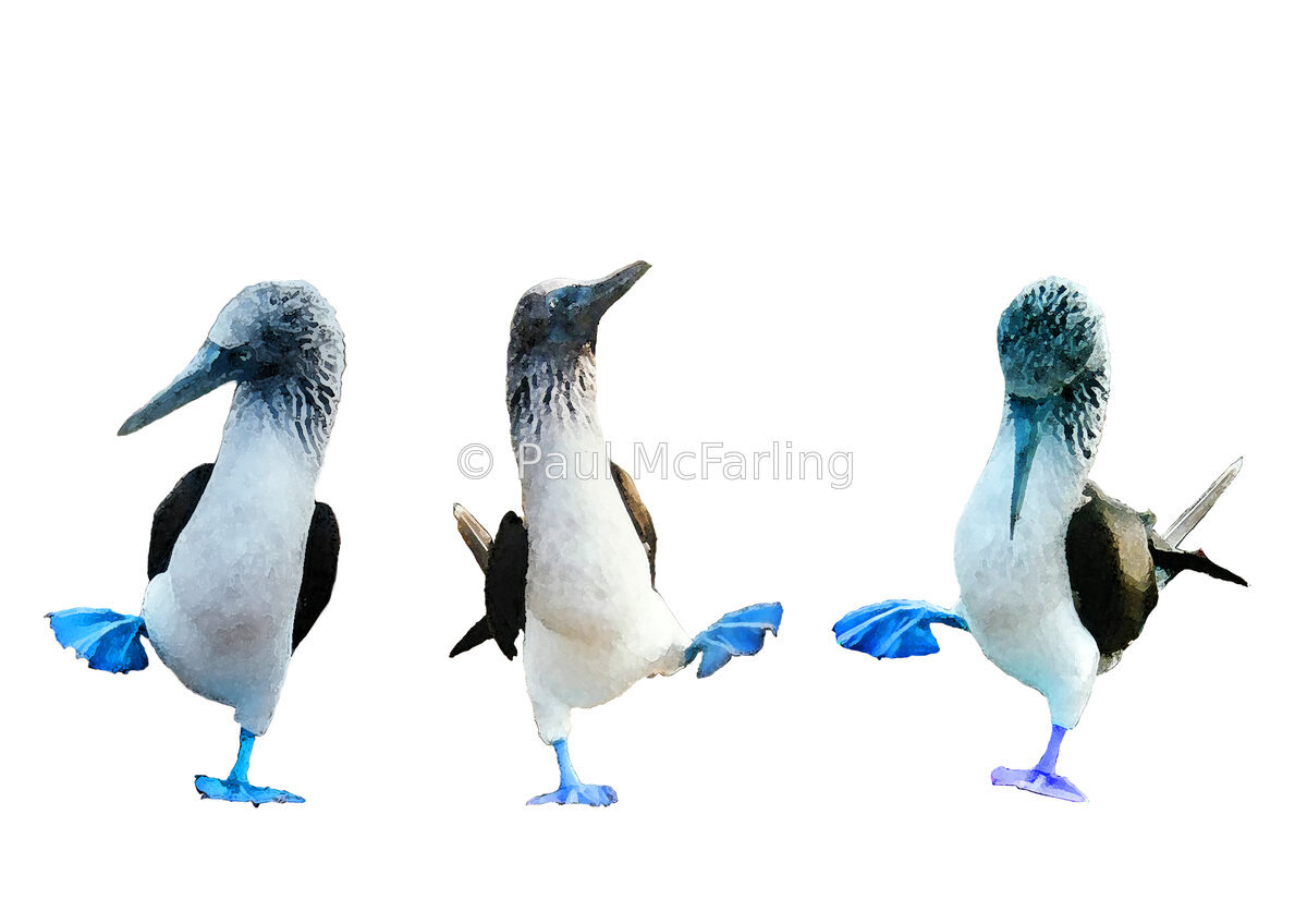 The Booby Dance — artwork by Paul McFarling