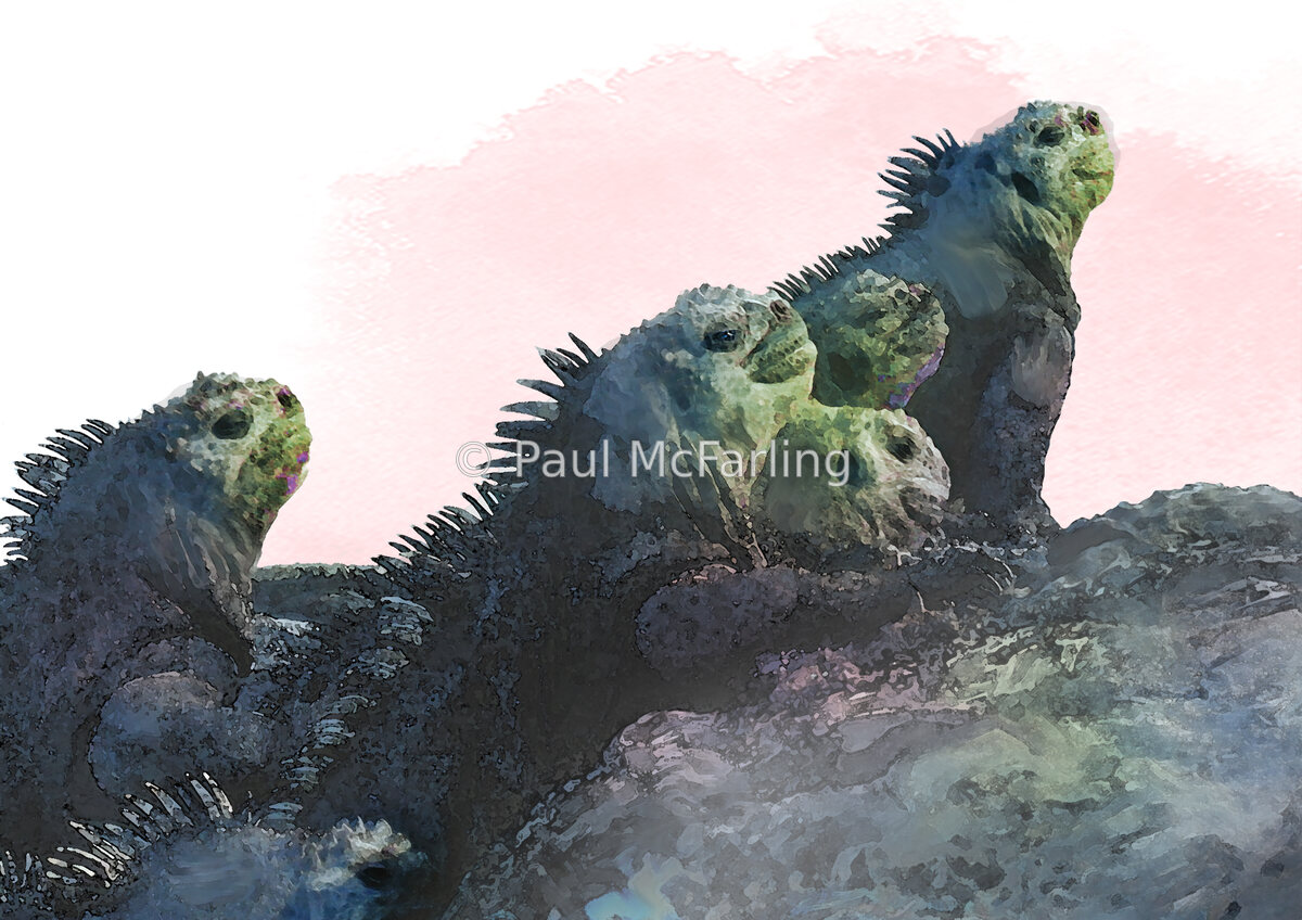 Marine Iguanas Basking on Lava — artwork by Paul McFarling