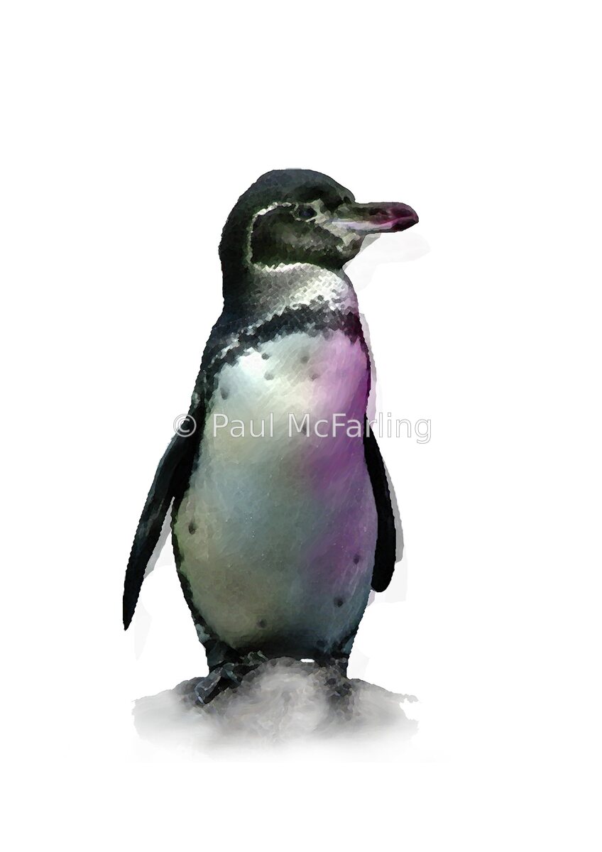 Galápagos Penguin — artwork by Paul McFarling
