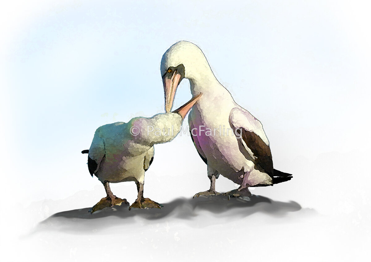 Preening Nazca Boobies — artwork by Paul McFarling
