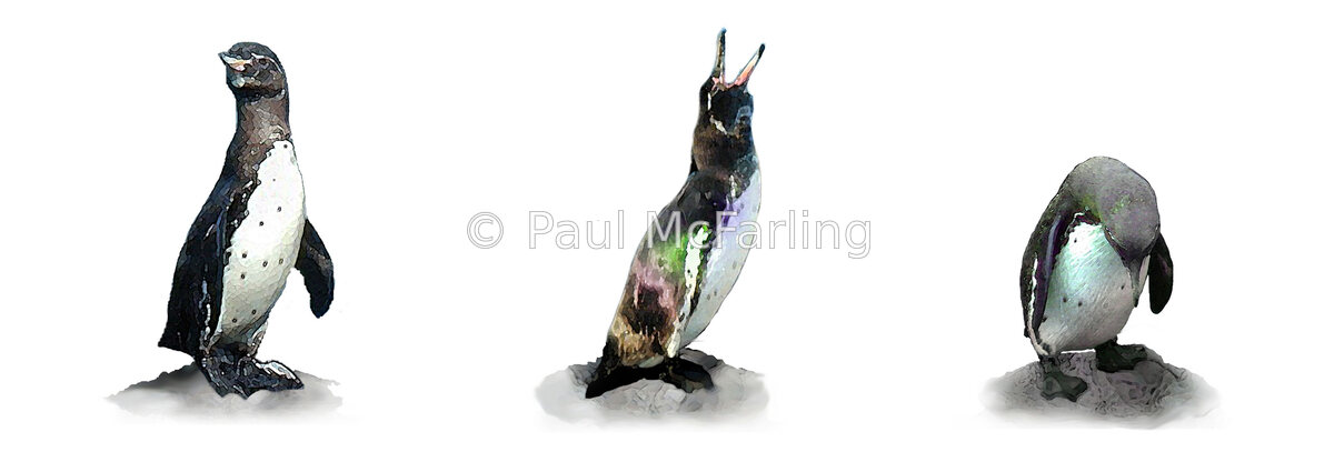 Galápagos Penguin Medley — artwork by Paul McFarling