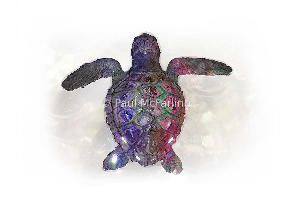 Turtle Hatchling Swimming to Safety — artwork by Paul McFarling