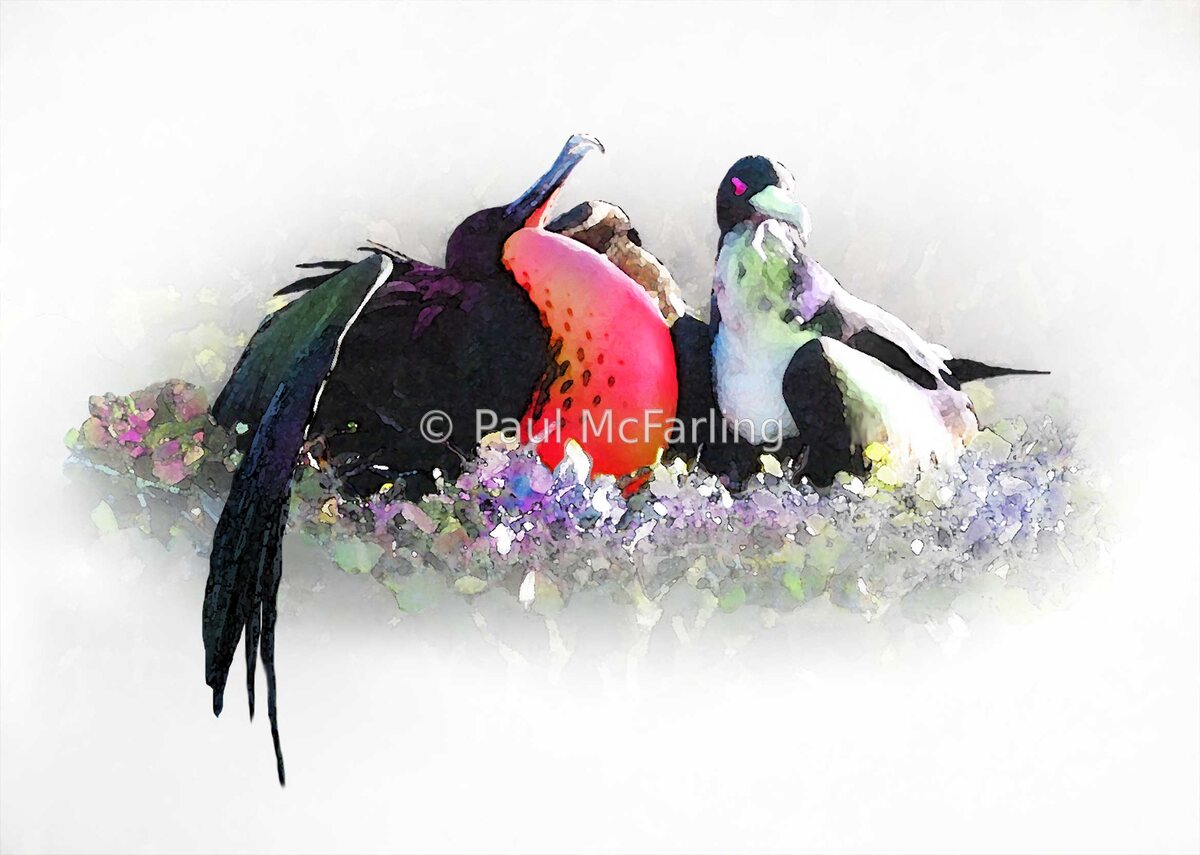 Courting Great Frigatebirds — artwork by Paul McFarling