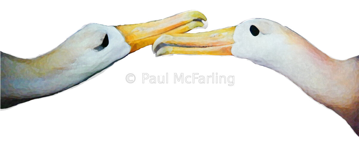 Waved Albatross Courtship — artwork by Paul McFarling