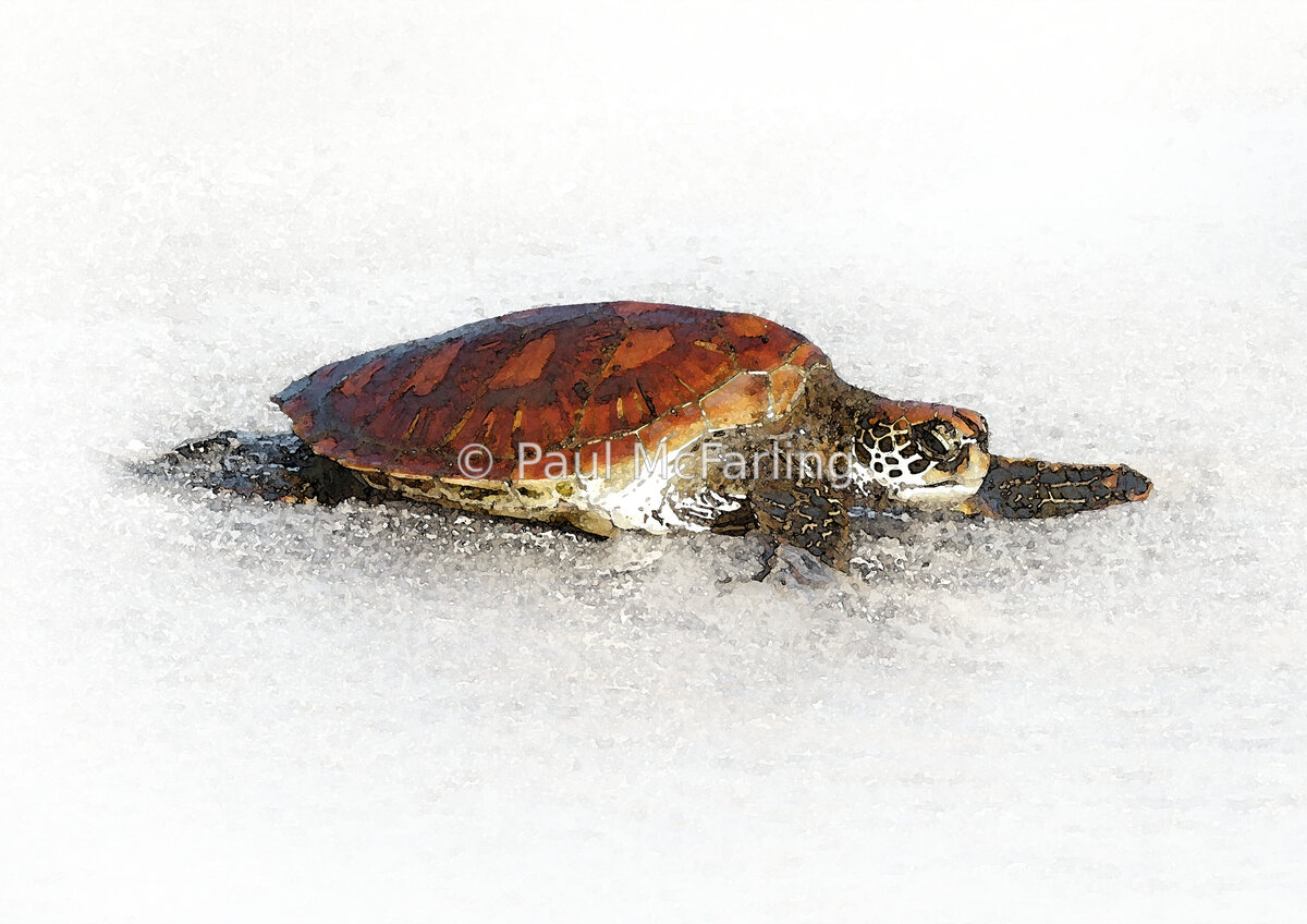 Green Sea Turtle Resting — artwork by Paul McFarling