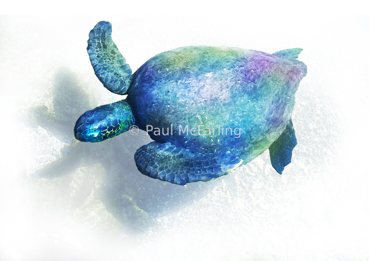 Green Sea Turtle in a Tide Pool — artwork by Paul McFarling