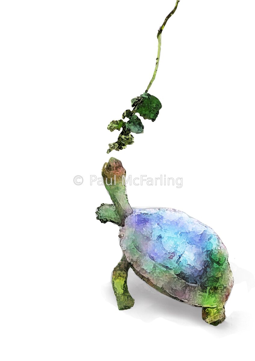 Baby Galápagos Giant Tortoise — artwork by Paul McFarling