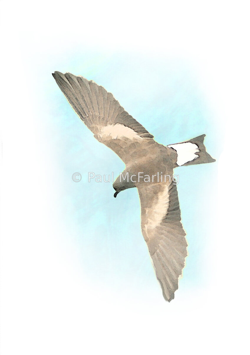 Wedge-rumped Storm Petrel — artwork by Paul McFarling
