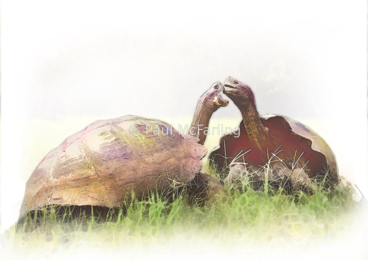 Giant Tortoise Confrontation, Galápagos — artwork by Paul McFarling