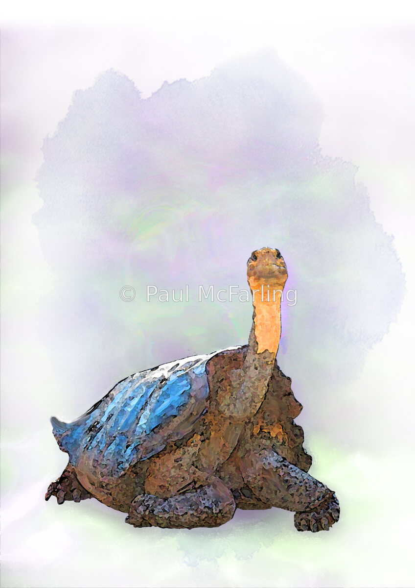 Saddleback Giant Tortoise from Floreana — artwork by Paul McFarling