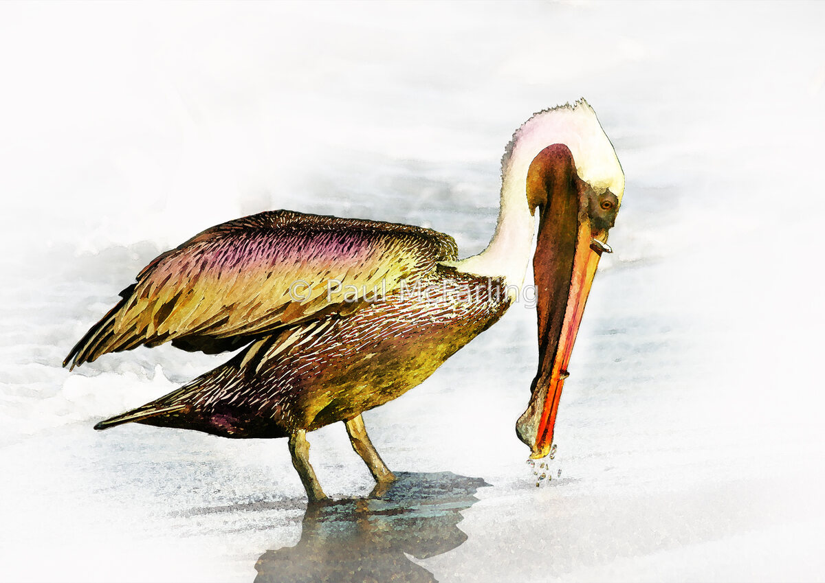 Feeding Brown Pelican — artwork by Paul McFarling