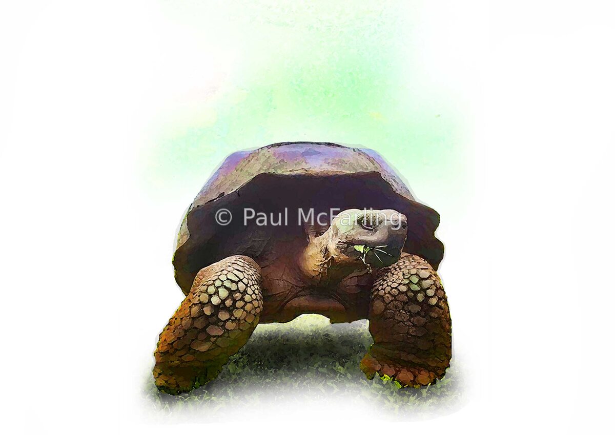 Galápagos Giant Tortoise — artwork by Paul McFarling