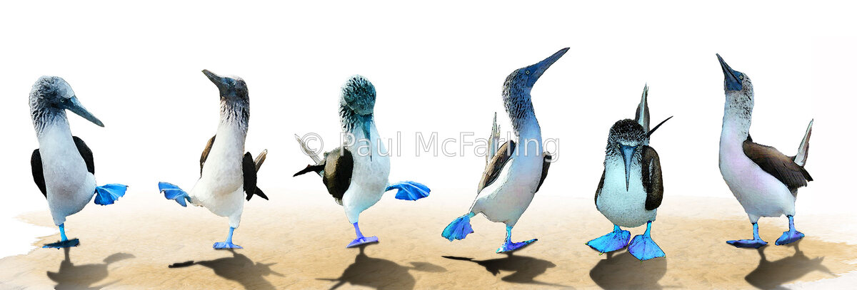 The Great Booby Dance — artwork by Paul McFarling