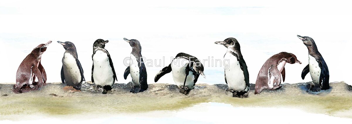 Galápagos Penguins on the Rocks — artwork by Paul McFarling